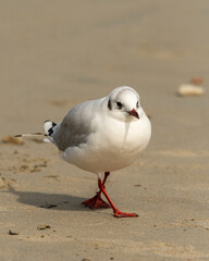 A black-headed gull walking on the beach