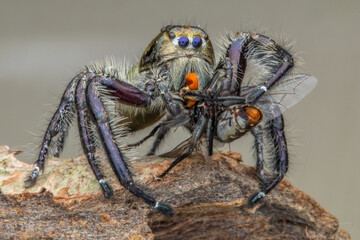 Phidippus is a genus in the family Salticidae (jumping spiders)