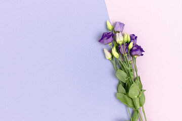 Violet eustoma flowers on a purple pastel background. Floral composition with place for text.
