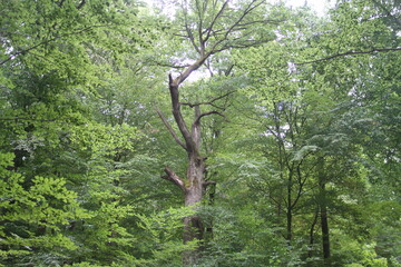 Wald, Forest, Green, Grün, Mystic Forest, geheimnisvoller Wald, Blätter, Natur, Nature, Landscape, Landschaft, Blatt, Blätter, Gras Gräser,	