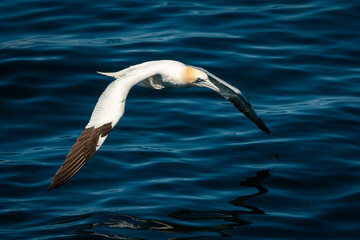 A Northern Gannet on flight on a sunny day summer