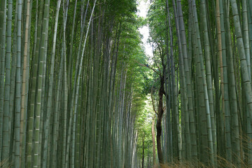 Bambouseraie d'Arashiyama près de Kyoto