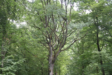 Obraz premium Wald, Forest, Green, Grün, Mystic Forest, geheimnisvoller Wald, Blätter, Natur, Nature, Landscape, Landschaft, Blatt, Blätter, Gras Gräser, 