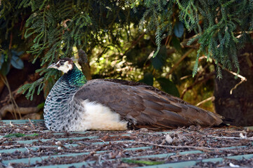 Peacock (Pavo cristatus) adult bird