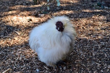 Silkie chicken walking on the farm