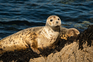 A young harbor seal lying on a rock