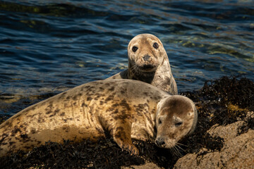 Two young harbor seals lying on a rock