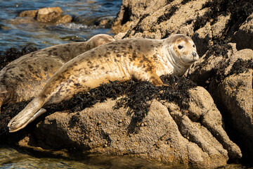A young harbor seal lying on a rock