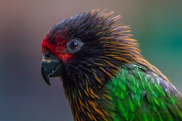 The rainbow lorikeet or Trichoglossus moluccanus