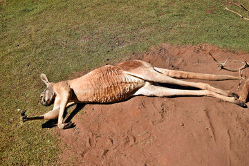 Obraz premium Very muscular wild red kangaroo lying with hand up