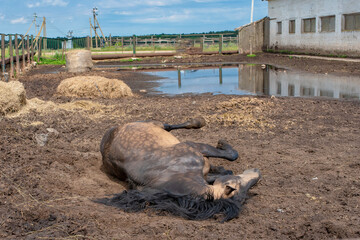 The horse is swinging in the mud on the farm.