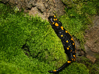 A beautiful fire salamander in the forest