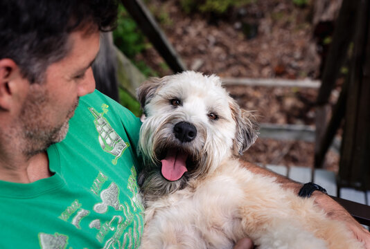 Close up of a wheaten terrier dog on the lap of it's male owner.