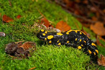 A beautiful fire salamander in the forest