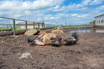 The horse is swinging in the mud on the farm.