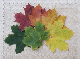 Beautiful colorful leaves of maple lying in a circle  on bright background