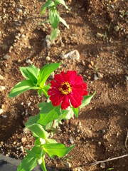 flower in the ground