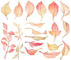 Collection of hand painted watercolor autumn leaves
