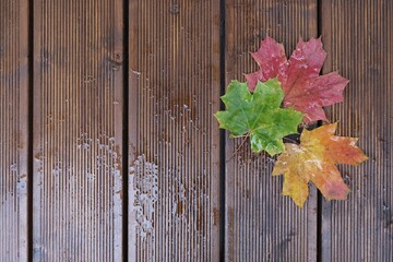 Three beautiful colorful leaves of maple, wet from rain, lying in corner on dark brown boards