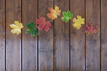 Beautiful colorful leaves of maple, wet from rain, lying in row on dark brown boards