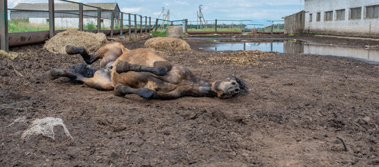 The horse is swinging in the mud on the farm.