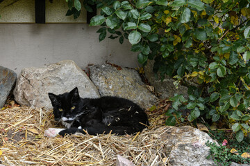 Liebling der Familie - Ein niedlicher Kater mit schwarzem Fell auf Stroh unter einem Rosenstock. Katzen lieben ausgefallene Liegeplätze