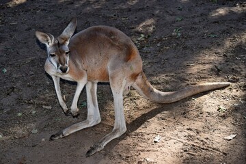 Wild red kangaroo resting on the ground