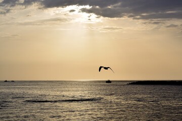 Fototapeta na wymiar Seagull Sunset