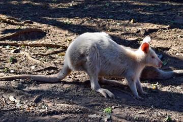 Beautiful rare an albino kangaroo in the park © adam88xx