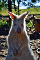 Beautiful rare an albino kangaroo in the park