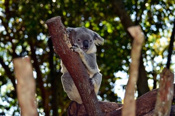 Koala on a tree branch eucalyptus