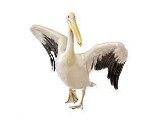 Great white pelican with open wings isolated on white background