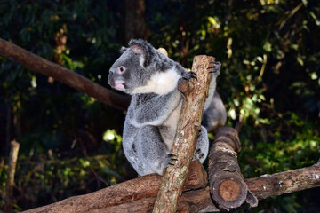 Fototapeta premium Koala on a tree branch eucalyptus