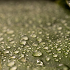water drops on green leaf of young avocado tree macro