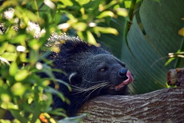 Close up the Arctictis Binturong lying on a tree