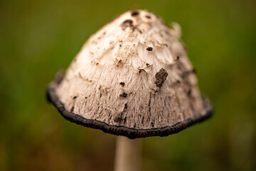 Coprinus comatus. Coprinopsis atramentaria. Shaggy mushroom. Mushrooms growing on a lawn with autumn grass. Grass with dew. Natural nature. Soft autumn colors with blur. Selective focus, shallow depth