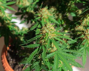 marijuana bush in a flower pot on a light background