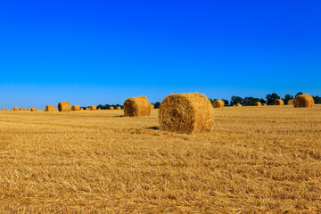 Fototapeta premium Round straw bales on a field after the grain harvest