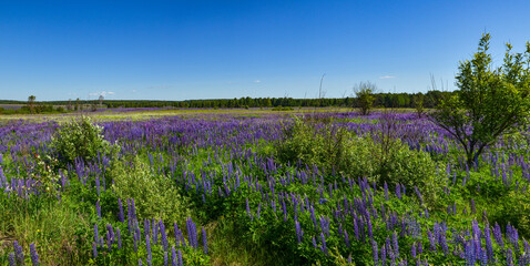 field of blooming purple lupine flowers in Safonovsky district, Smolensk region, Russia