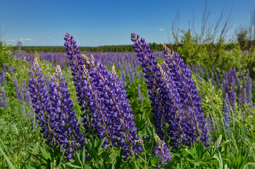 Fototapeta premium blooming purple lupine flowers in Safonovsky district, Smolensk region, Russia