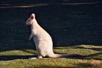 Beautiful rare an albino kangaroo in the park © adam88xx
