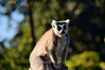 Naklejka na ściany i meble Beautiful young ring tailed lemur on branch