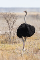 Naklejka premium Common ostrich (Struthio camelus) in its natural environment