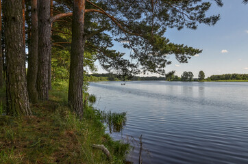 pines on the banks of Daugava river in Polatsk region, Belarus