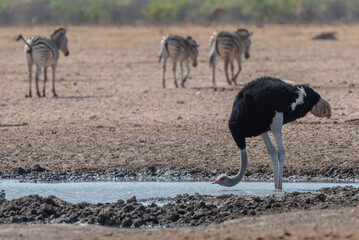 Common ostrich (Struthio camelus) drinking at the waterhole in Etosha national Park
