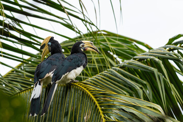 Oriental pied hornbill (Anthracoceros albirostris) couple percging on a palm leaf