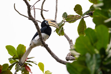 Oriental pied hornbill (Anthracoceros albirostris) perching on a branch