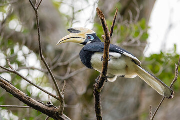 Oriental pied hornbill (Anthracoceros albirostris) perching on a branch