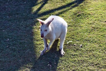 Beautiful rare an albino kangaroo in the park