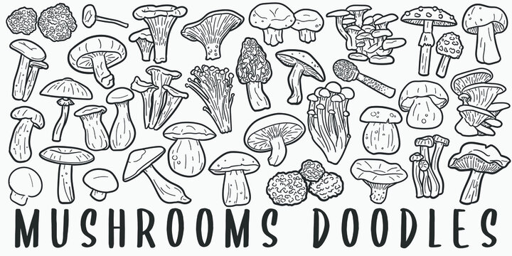 Mushrooms doodle icon set. Autumn Vector illustration collection. Banner Hand drawn Line art style.